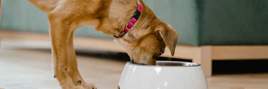 Warum das richtige Futter der Schlüssel zu gesunder Haut und glänzendem Fell ist
