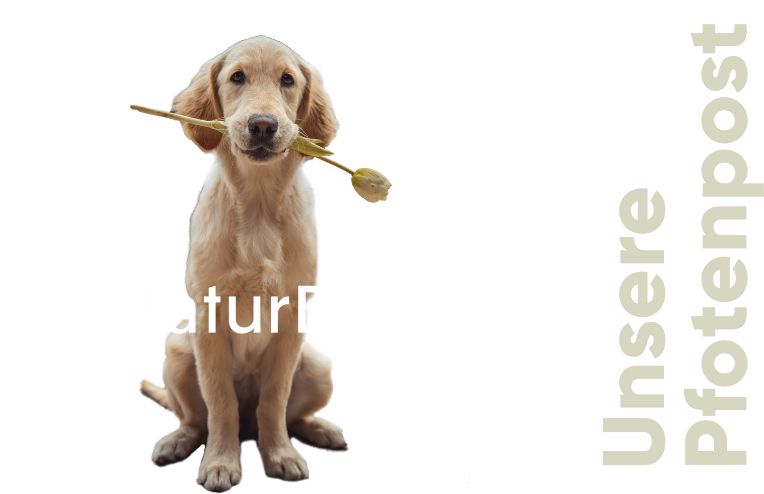 Labrador mit Rose im Maul und Text Unsere Pfotenpost fuer Newsletter-Bereich