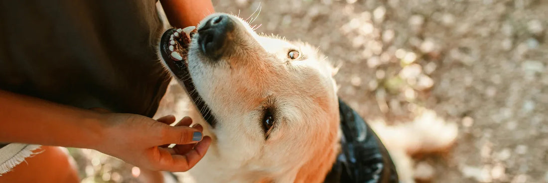 Rundum Pflege für Deinen Hund!