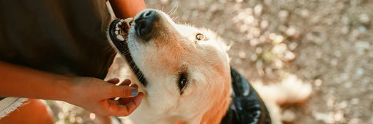 Rundum Pflege für Deinen Hund!