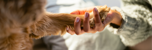 Zehenarthrose beim Hund – Ursachen, Symptome &amp; Vorbeugung