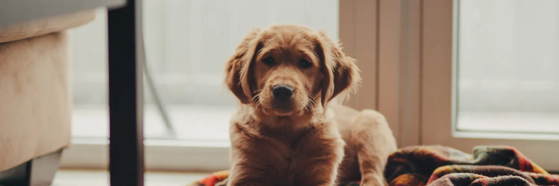 Stress beim Hund im Alltag: Ursachen erkennen und vermeiden