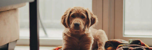 Stress beim Hund im Alltag: Ursachen erkennen und vermeiden