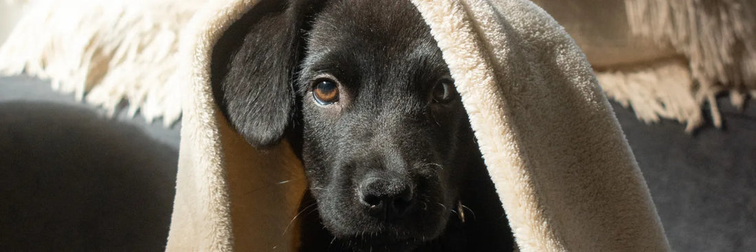 Hunde an Silvester – So bleibt dein Hund entspannt