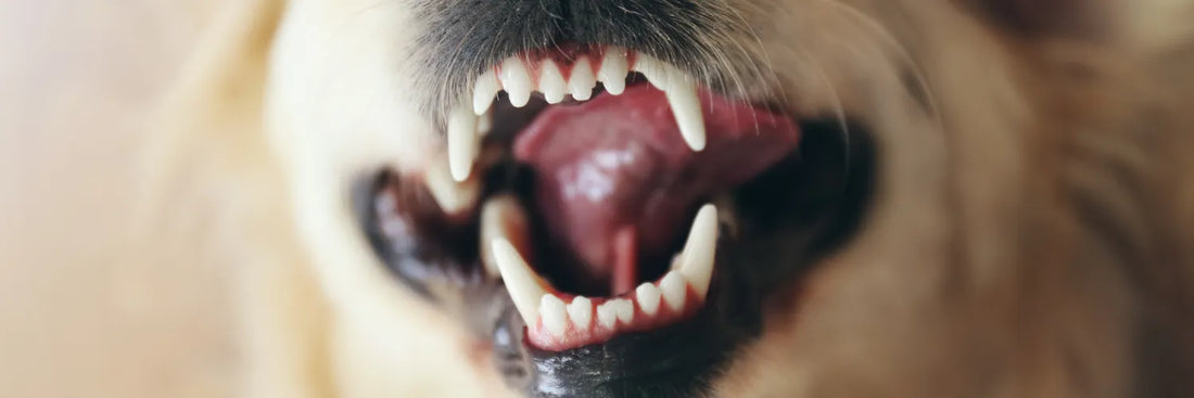 Mundgeruch beim Hund – Ursachen, Tipps & Lösungen
