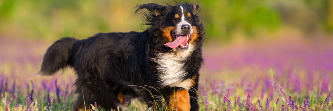 Grosser Berner Senne Hund laeuft durch ein Lavendelfeld.