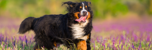 Grosser Berner Senne Hund laeuft durch ein Lavendelfeld.