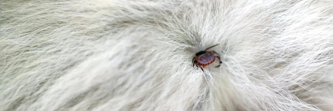 Zeckenbiss beim Hund: Was jetzt zu tun ist