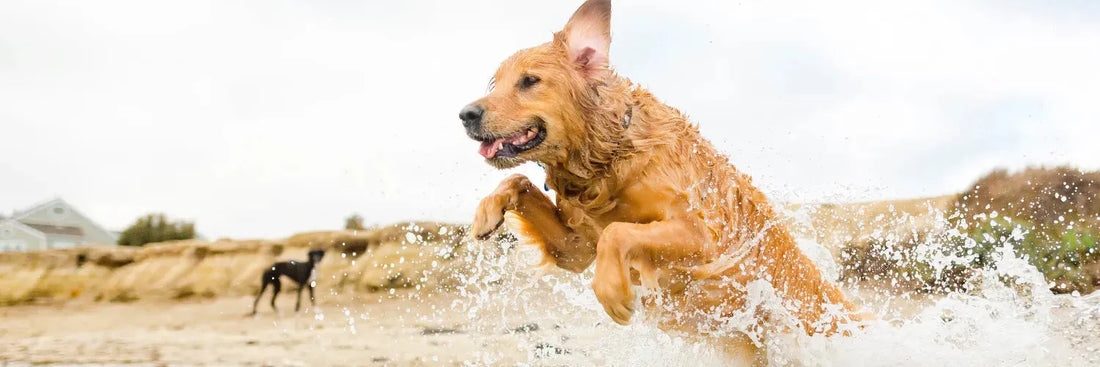 Sommer, Sonne, Sonnenbrand – wie du die Haut deines Vierbeiners schützt