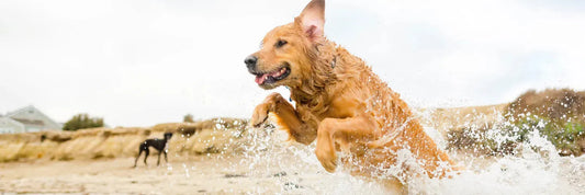 Sommer, Sonne, Sonnenbrand – wie du die Haut deines Vierbeiners schützt