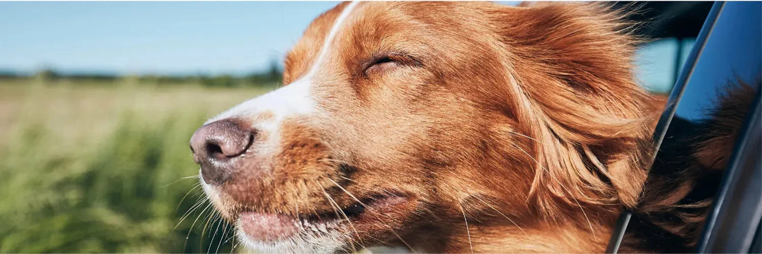 Diese Vitalstoffe braucht dein Hund für starke Abwehrkräfte
