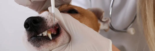 Die häufigsten Zahnerkrankungen beim Hund & wie du sie erkennst