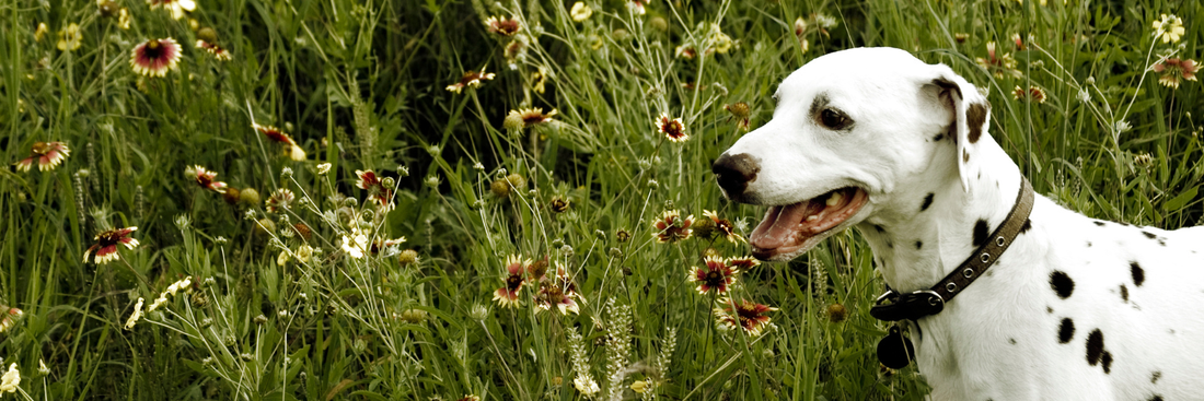 Dalmatiner steht in einer Blumenwiese