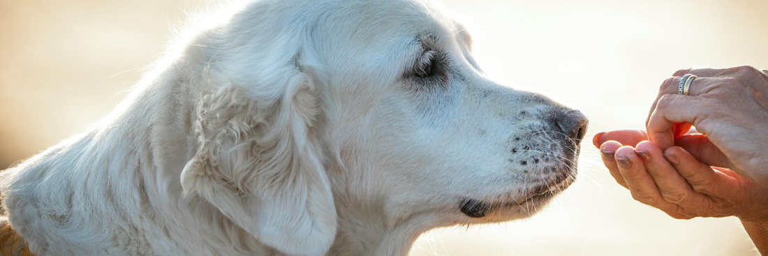 Wie funktionale Snacks den natürlichen Entgiftungsprozess deines Hundes unterstützen können
