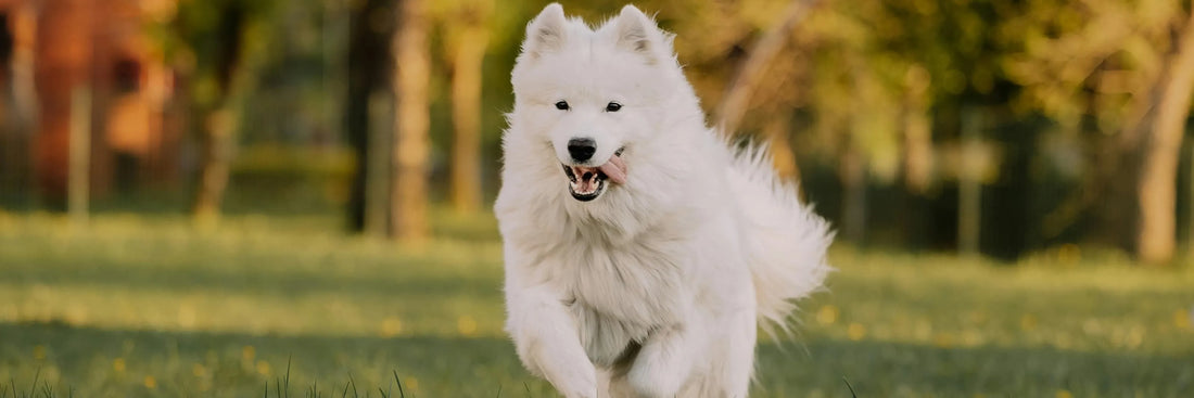 Arthrose beim Hund – Was ist das und wie kannst Du deinem Vierbeiner helfen?