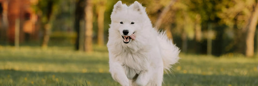 Arthrose beim Hund – Was ist das und wie kannst Du deinem Vierbeiner helfen?