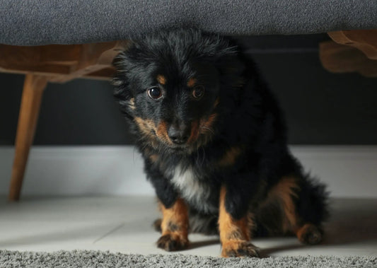 Verstehen statt Raten- Warum eine professionelle Verhaltensanalyse vor dem Coaching unverzichtbar ist.