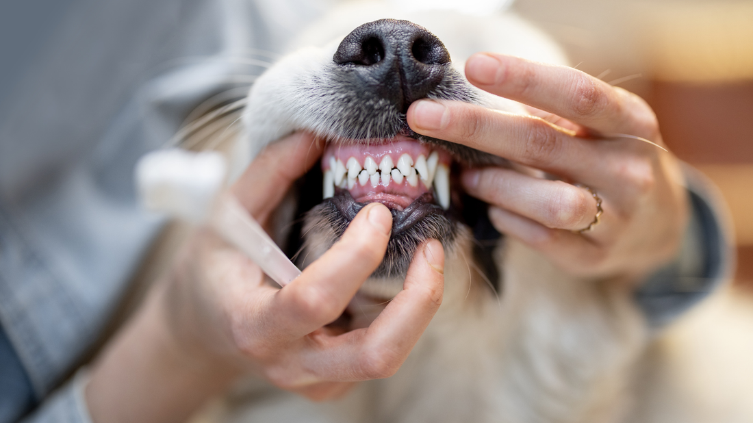 Zahngesundheit beim Hund: Stadien verstehen, richtig handeln & nachhaltig vorbeugen