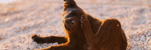 Immer mehr Hunde leiden unter Allergien: Ursachen, Symptome & was du tun kannst