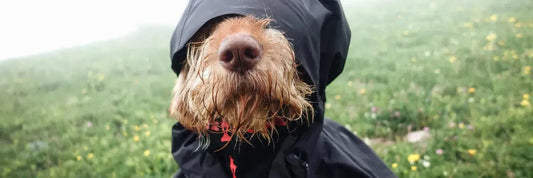 Das Immunsystem beim Hund: Warum es so wichtig ist – und wie du es gezielt stärken kannst