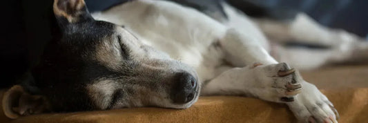 Magen & Darm beim Hund: Wie du das Verdauungssystem deines Hundes, natürlich unterstützen kannst