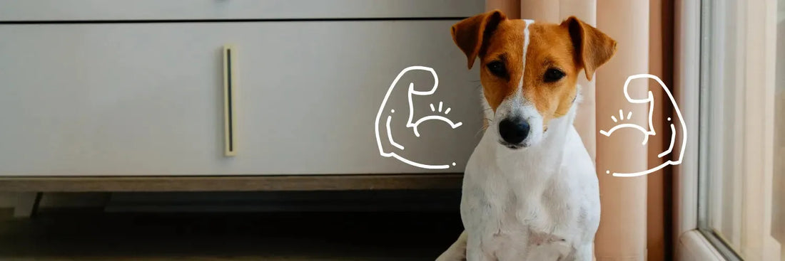 Insektenprotein für Hunde: Die smarte Alternative in der Hundenahrung