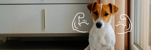 Insektenprotein für Hunde: Die smarte Alternative in der Hundenahrung