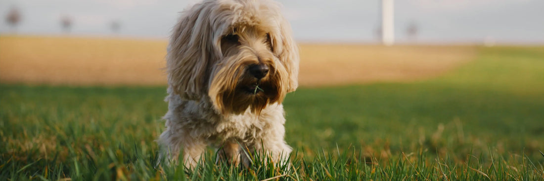 Sodbrennen bei Hunden – Warum fressen Hunde Gras?