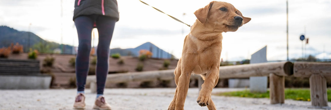 Stress und überreaktive Hunde: Wie du deinem Vierbeiner in belastenden Situationen helfen kannst