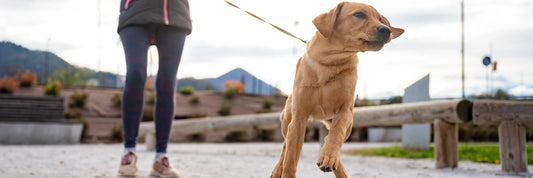 Stress und überreaktive Hunde: Wie du deinem Vierbeiner in belastenden Situationen helfen kannst