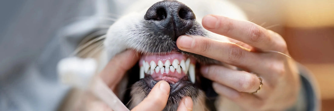 Zahnpflege beim Hund – Wie du Zahnstein frühzeitig vermeidest
