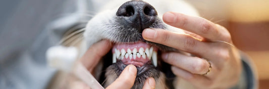 Zahnpflege beim Hund – Wie du Zahnstein frühzeitig vermeidest