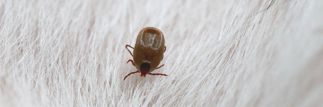 Auwaldzecke vs andere Zeckenarten