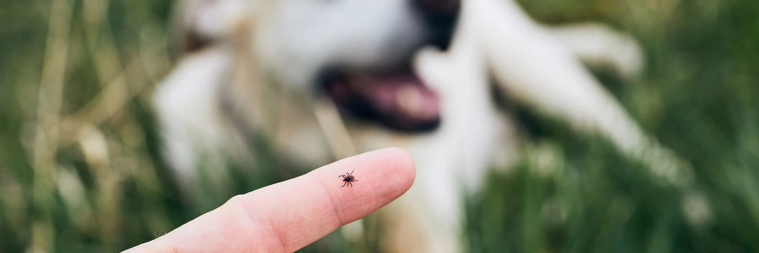 Zecken – Ganzjähriges Risiko für deinen Hund und wie du ihn schützen kannst