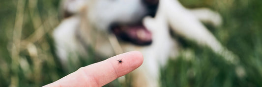 Zecken – Ganzjähriges Risiko für deinen Hund und wie du ihn schützen kannst