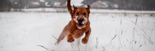 Wie ändert sich der Energiebedarf bei Hunden im Winter?