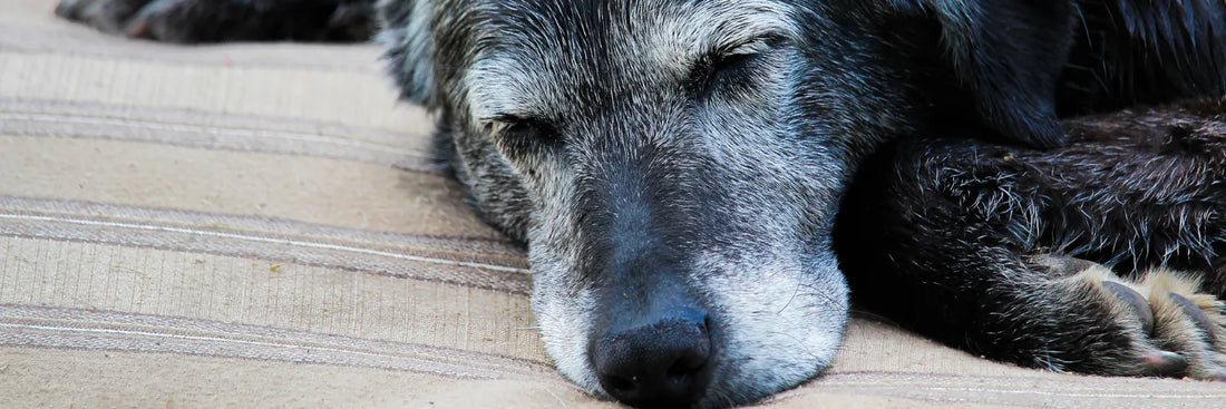 Fell im Wandel – So verändert sich das Hundefell deines Hundes im Laufe der Jahre