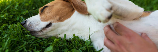 Wenn das Wetter milder wird: Wie man den Hund „sanft reinigt“ (Darm, Leber) mit natürlichen Methoden