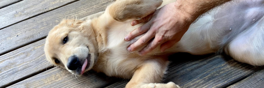 Zeckenprävention & natürliche Alternativen: wie unsere Z-Control Snacks sinnvoll eingesetzt werden können
