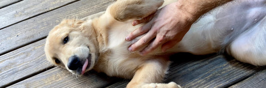 Zeckenprävention & natürliche Alternativen: wie unsere Z-Control Snacks sinnvoll eingesetzt werden können