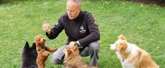 Warum ein Coaching bei Der Dog Coach dein Leben mit Hund nachhaltig verändert