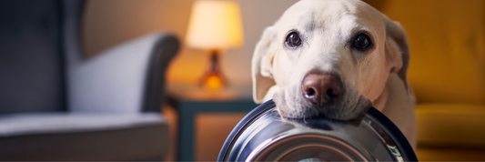 Ernährung & Gelenkgesundheit: Welche Nährstoffe Hunden wirklich helfen