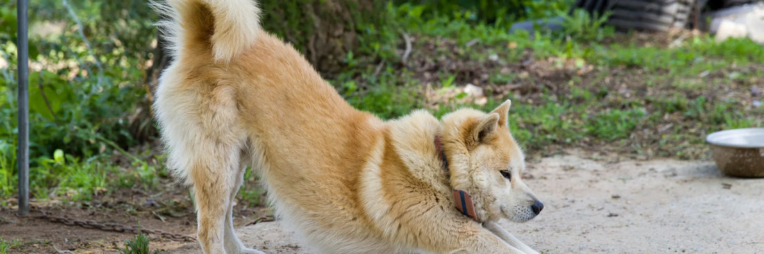 Die Gebetsstellung beim Hund: Spiel, Stretching oder Warnsignal?