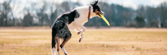 Gelenkprobleme beim Hund erkennen: Frühwarnzeichen & Maßnahmen