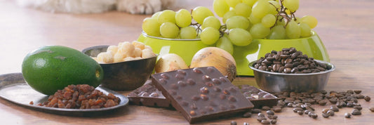 Was dürfen Hunde nicht essen? Gefährliche Lebensmittel & was im Notfall zu tun ist