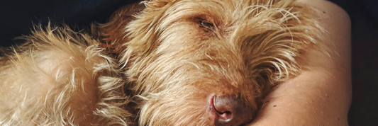 Wie wirken sich gestresste Tierhaltende auf ihre Hunde aus?