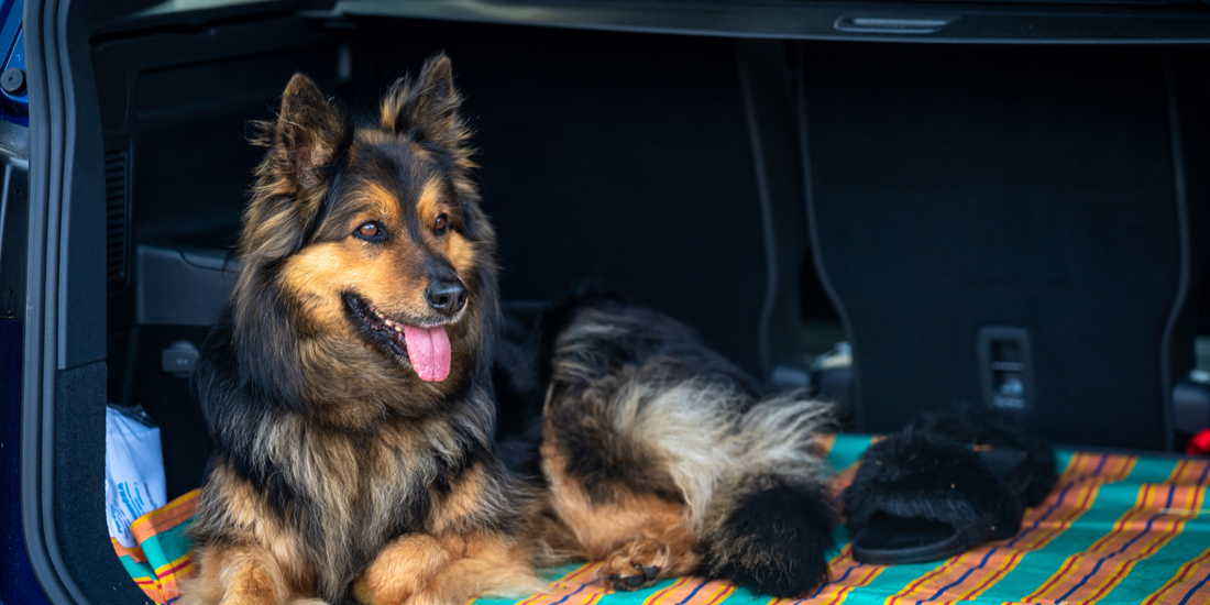 Grosser Hund im Kofferraum