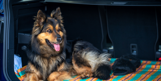 Grosser Hund im Kofferraum