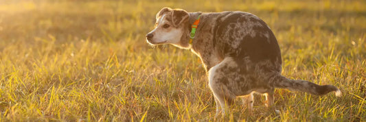 Durchfall beim Hund: Ursachen und erste Hilfe