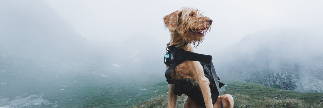 Unterstützung des Immunsystems im Herbst – was du jetzt für deine Fellnase tun kannst